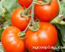 西红柿养殖户引进全自动必威登录备用网站下载