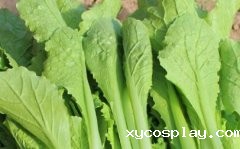 果蔬农残检测仪规范食品市场安全