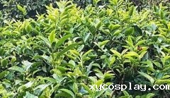 生态茶园发展离不开农残检测仪