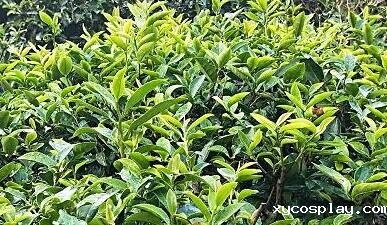 茶叶农残速测仪