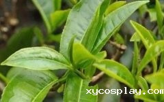 茶叶农残检测仪深受茶叶生产者青睐