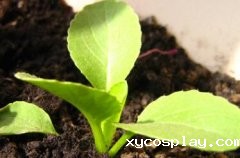 家庭配备农药残留速测仪为何成为趋势？