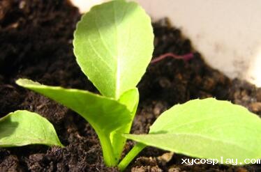 农药残留速测仪 农药残留速测仪