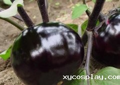 有机蔬菜生产基地引进农残快速检测仪