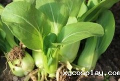 山东必威首页体育农残快速检测仪有哪些优势？