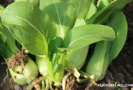 农残快速检测仪 农残快速检测仪