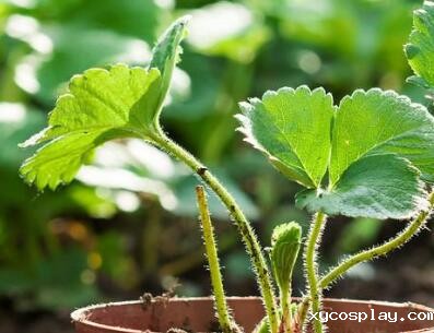 必威体育网官方 必威体育网官方