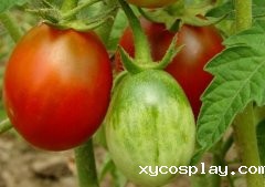 为什么建议超市配备农残快速检测仪？