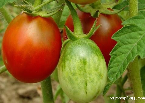 农残快速检测仪 农残快速检测仪