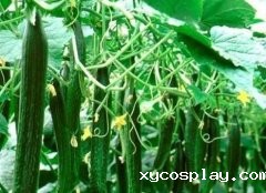 反季节蔬菜需要经过必威体育网官方检测