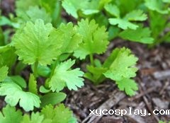 如何使用农药残留速测仪避免农残超标问题？